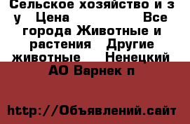 Сельское хозяйство и з/у › Цена ­ 2 500 000 - Все города Животные и растения » Другие животные   . Ненецкий АО,Варнек п.